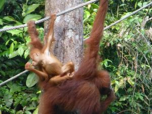 Borneo Aktual-052-1024x768